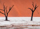 01 Deadvlei Trees.jpg